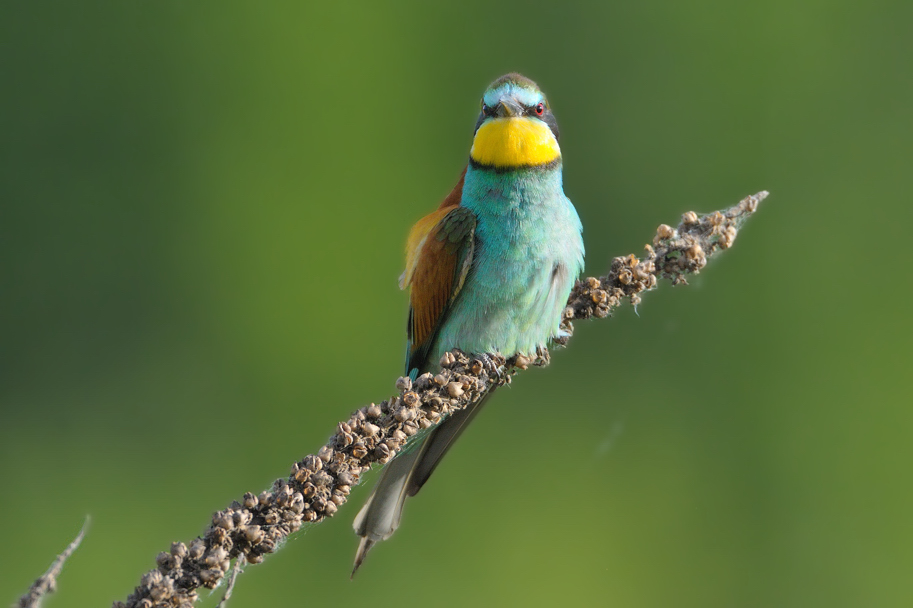 Foto ai gruccioni di quest''anno